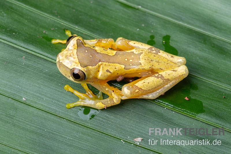 Sanduhr-Laubfrosch, Dendropsophus Ebraccatus 2 Sanduhr-Laubfrosch, Dendropsophus Ebraccatus – Bild 2