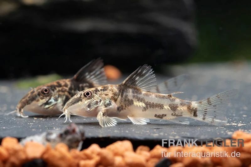 Schabracken-Panzerwels, Scleromystax Barbatus 4 Schabracken-Panzerwels, Scleromystax Barbatus – Bild 4