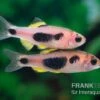 Schmetterlingsbarbe, Barbus Hulstaerti (Minifisch), 5 Stück
