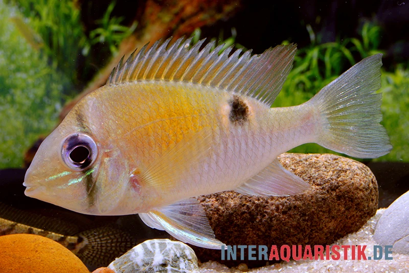 Schwanzstreifenbuntbarsch, Biotodoma Cupido 1 Schwanzstreifenbuntbarsch, Biotodoma Cupido