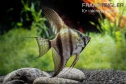 Schwarzblauer Skalar, Pterophyllum Scalare