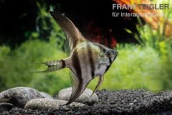 Schwarzblauer Skalar, Pterophyllum Scalare -Heimtierbedarf Geschäft Schwarzblauer Skalar Pterophyllum scalare 3