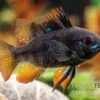 Schwarzer Schmetterlingsbuntbarsch, XL Microgeophagus Ramirezi "Black"