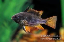 Schwarzer Schmetterlingsbuntbarsch, XL Microgeophagus Ramirezi "Black" -Heimtierbedarf Geschäft Schwarzer Schmetterlingsbuntbarsch 3