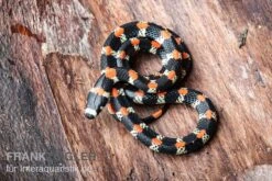 Schwarzgebänderte Wühltrugnatter, Scolecophis Atrocinctus -Heimtierbedarf Geschäft Schwarzgebaenderte Wuehltrugnatter Scolecophis atrocinctus 3