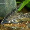 Schabracken-Panzerwels, Scleromystax Barbatus