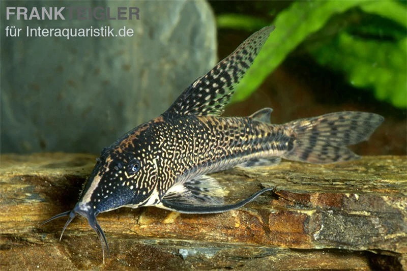 Schabracken-Panzerwels, Scleromystax Barbatus 1 Schabracken-Panzerwels, Scleromystax Barbatus