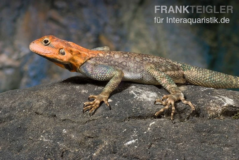 Siedleragame, Agama Agama 1 Siedleragame, Agama Agama