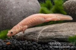 Spanischer Albino-Rippenmolch, Pleurodeles Waltl Albino 12 Spanischer Albino-Rippenmolch, Pleurodeles Waltl Albino -Heimtierbedarf Geschäft Spanischer Albino Rippenmolch Pleurodeles waltl albino 3