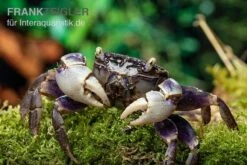 Spider Crab Sp. Blue, Neosarmatium Rotundifrons -Heimtierbedarf Geschäft Spider Crab Blue 13