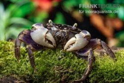 Spider Crab Sp. Blue, Neosarmatium Rotundifrons -Heimtierbedarf Geschäft Spider Crab Blue 9