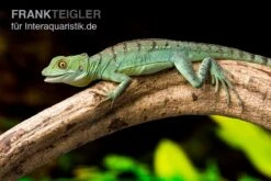 Stirnlappenbasilisk, Basiliscus Plumifrons 5 Stirnlappenbasilisk, Basiliscus Plumifrons -Heimtierbedarf Geschäft Stirnlappenbasilisk Basiliscus plumifrons 3