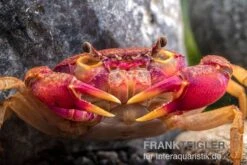 Lila Süßwasserkrabbe, Globithelphusa "indian Lilac" -Heimtierbedarf Geschäft Suesswasserkrabbe Globithelphusa indian lilac n3