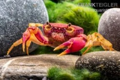 Lila Süßwasserkrabbe, Globithelphusa "indian Lilac" -Heimtierbedarf Geschäft Suesswasserkrabbe Globithelphusa indian lilac n4