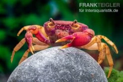 Lila Süßwasserkrabbe, Globithelphusa "indian Lilac" -Heimtierbedarf Geschäft Suesswasserkrabbe Globithelphusa indian lilac n6