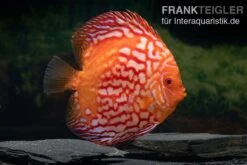 Diskusfisch ASIA-NZ, Symphysodon Discus Red Stone (Fire Stone)