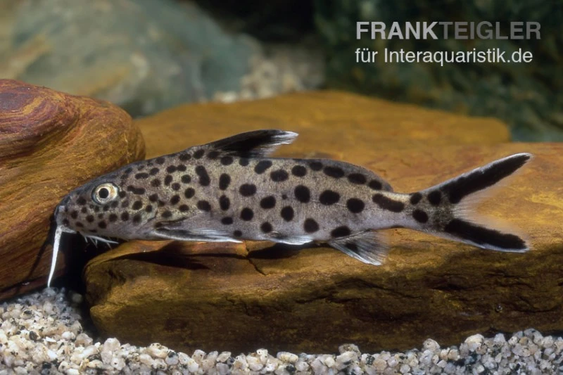 Vielpunkt-Kuckuckswels, Synodontis Multipunctatus 1 Vielpunkt-Kuckuckswels, Synodontis Multipunctatus