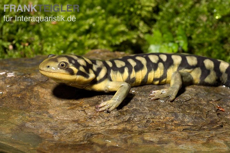 Tigersalamander, Ambystoma Tigrinum Tigrinum 2 Tigersalamander, Ambystoma Tigrinum Tigrinum – Bild 2