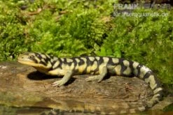 Tigersalamander, Ambystoma Tigrinum Tigrinum 5 Tigersalamander, Ambystoma Tigrinum Tigrinum -Heimtierbedarf Geschäft Tigersalamander Ambystoma tigrinum tigrinum1