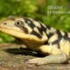 Tigersalamander, Ambystoma Tigrinum Tigrinum