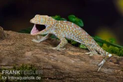 Tokeh, Gekko Gecko -Heimtierbedarf Geschäft Tokeh Gekko gecko 3