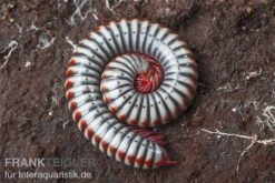 Regenbogentausendfüßer, Tonkinbolus Dollfusi -Heimtierbedarf Geschäft Tonkinbolus dollfusi 10
