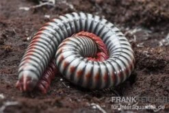 Regenbogentausendfüßer, Tonkinbolus Dollfusi -Heimtierbedarf Geschäft Tonkinbolus dollfusi 11