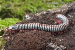Regenbogentausendfüßer, Tonkinbolus Dollfusi -Heimtierbedarf Geschäft Tonkinbolus dollfusi 16