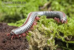 Regenbogentausendfüßer, Tonkinbolus Dollfusi -Heimtierbedarf Geschäft Tonkinbolus dollfusi 19