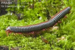 Regenbogentausendfüßer, Tonkinbolus Dollfusi -Heimtierbedarf Geschäft Tonkinbolus dollfusi 2