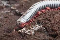 Regenbogentausendfüßer, Tonkinbolus Dollfusi -Heimtierbedarf Geschäft Tonkinbolus dollfusi 20