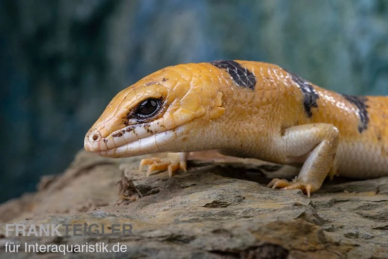 Tunesischer Nachtskink, Scincopus Fasciatus 6 Tunesischer Nachtskink, Scincopus Fasciatus – Bild 6