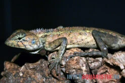 Waldgarteneidechse, Calotes Emma 5 Waldgarteneidechse, Calotes Emma -Heimtierbedarf Geschäft Waldgarteneidechse Calotes emma2