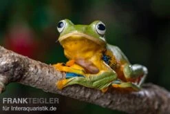 Wallace-Flugfrosch, Rhacophorus Nigropalmatus -Heimtierbedarf Geschäft Wallace Flugfrosch Racophorus nigropalmatus 3