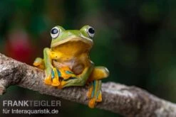 Wallace-Flugfrosch, Rhacophorus Nigropalmatus -Heimtierbedarf Geschäft Wallace Flugfrosch Racophorus nigropalmatus 4