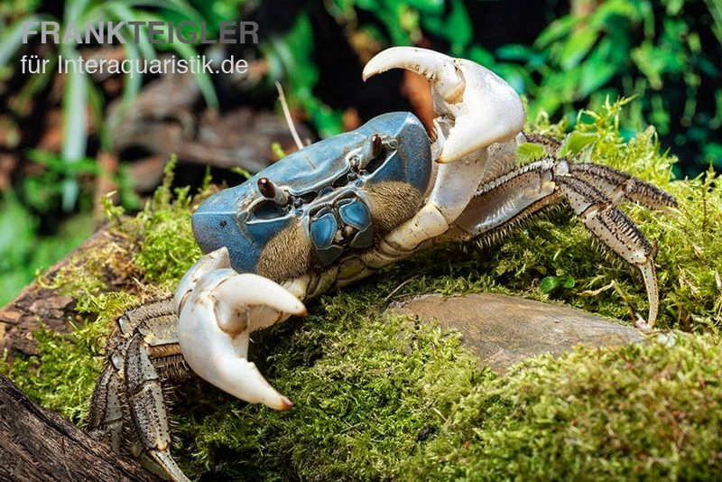 Weihnachtsinsel-Krabbe, Discoplax Celeste 1 Weihnachtsinsel-Krabbe, Discoplax Celeste