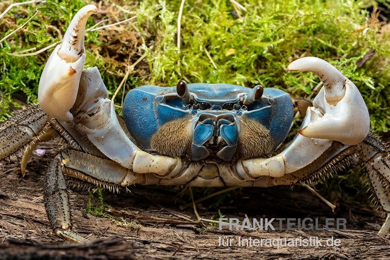 Weihnachtsinsel-Krabbe, Discoplax Celeste 3 Weihnachtsinsel-Krabbe, Discoplax Celeste – Bild 3