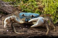 Weihnachtsinsel-Krabbe, Discoplax Celeste 9 Weihnachtsinsel-Krabbe, Discoplax Celeste -Heimtierbedarf Geschäft Weihnachtsinsel Krabbe Discoplax celeste 4