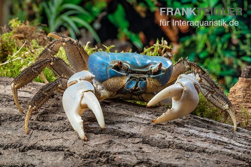 Weihnachtsinsel-Krabbe, Discoplax Celeste 5 Weihnachtsinsel-Krabbe, Discoplax Celeste – Bild 5