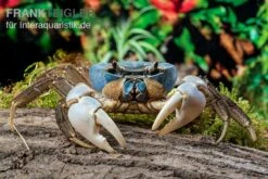 Weihnachtsinsel-Krabbe, Discoplax Celeste 11 Weihnachtsinsel-Krabbe, Discoplax Celeste -Heimtierbedarf Geschäft Weihnachtsinsel Krabbe Discoplax celeste 6