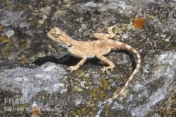 Wüstenagame, Agama Mutabilis -Heimtierbedarf Geschäft Wuestenagame Agama mutabilis