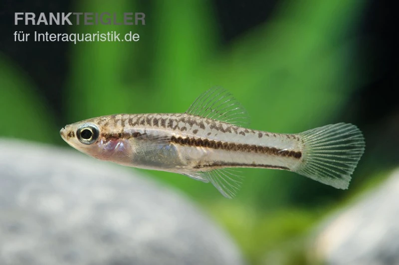 Zwergschwertträger, Xiphophorus Pygmaeus 2 Zwergschwertträger, Xiphophorus Pygmaeus – Bild 2