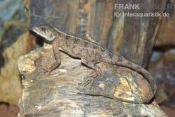 Zwergagame, Agama Persimilis