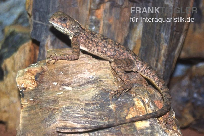 Zwergagame, Agama Persimilis 2 Zwergagame, Agama Persimilis – Bild 2