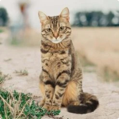 REAL NATURE Katzenwurst 12x70g Rind & Lamm Mit Hüttenkäse -Heimtierbedarf Geschäft bc56b458619aa86240780c2f64ff928db9b8da6b 1246887 de DE Real Nature Original Cat Bild 1