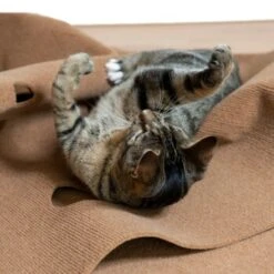 Canadian Cat Company Spielteppich Für Katzen Braun -Heimtierbedarf Geschäft feeb1471a0788eb13995861dfe89bb445b21d4b8 1394213 de DE 4a32360e22e339a18cf0f9a52c488f1077251d777uzNQw